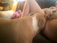 [ Pet DVD ] Cunnilingus with dog